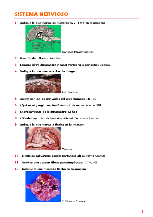 Miniatura del documento Anatomía 2- Preguntas.pdf