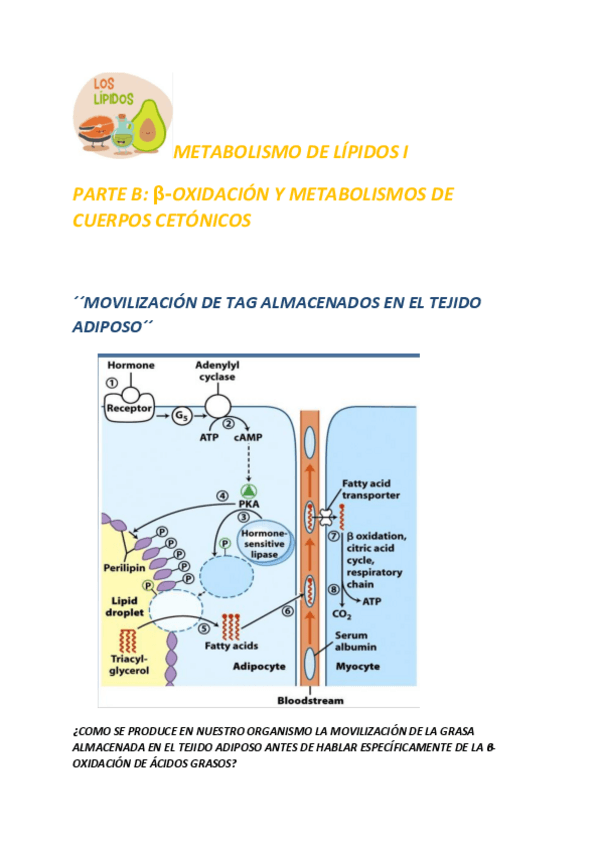 Miniatura del documento Apunte-lipidos-parte-b.pdf