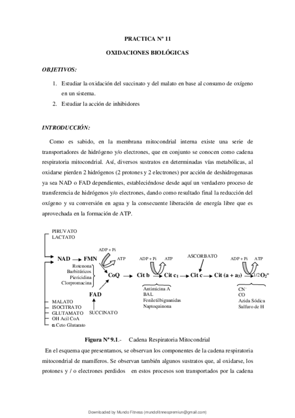 Miniatura del documento Bioquimica-I-Practica-N-11-Oxidaciones-Biologicas.pdf