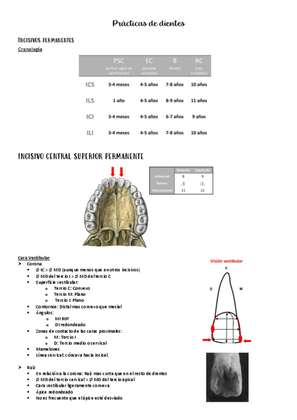 Miniatura del documento Anatomia-apuntes-dientes-.pdf