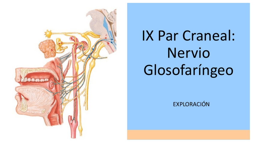 Miniatura del documento IX-Par-Craneal-EXPLORACION.pdf