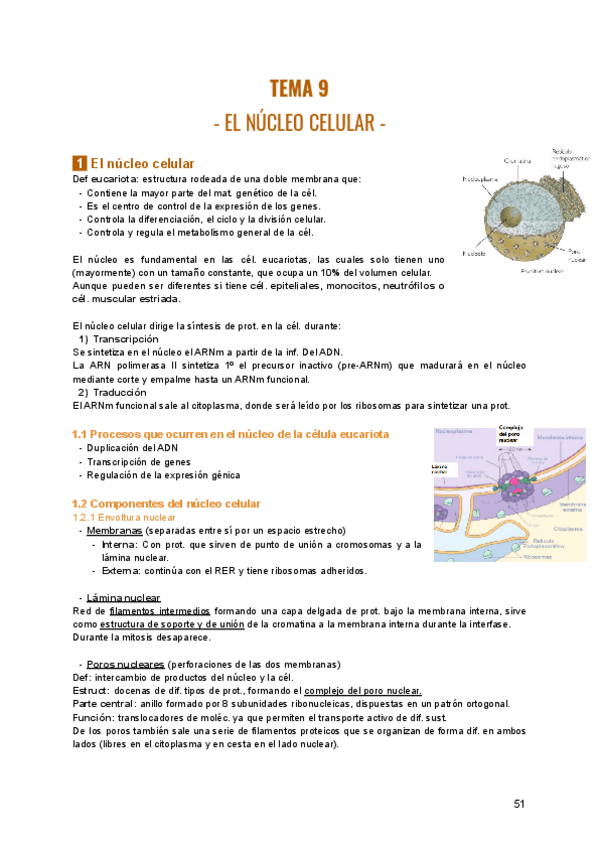 Miniatura del documento TEMA-9-BIOLOGIA.pdf