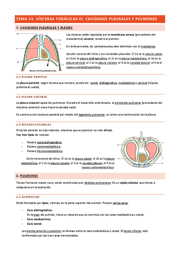 Miniatura del documento Tema-14-Visceras-Toracicas-III.pdf