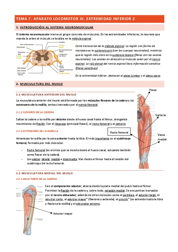 Miniatura del documento Tema-7-Aparato-Locomotor-III.pdf