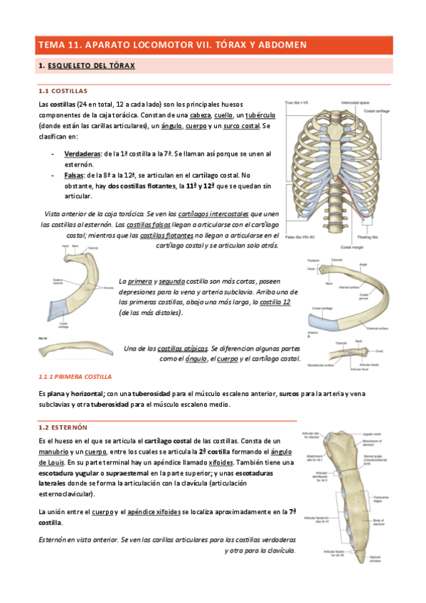 Miniatura del documento Tema-11-Aparato-Locomotor-VII.pdf