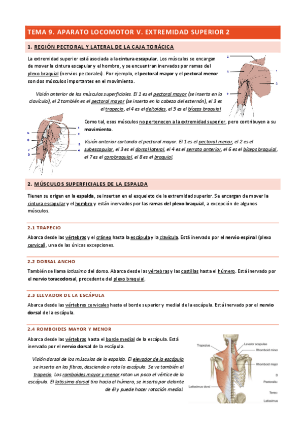 Miniatura del documento Tema-9-Aparato-Locomotor-V.pdf
