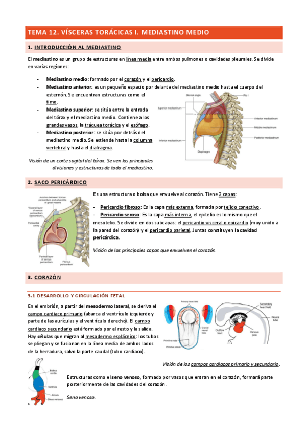Miniatura del documento Tema-12-Visceras-Toracicas-I.pdf
