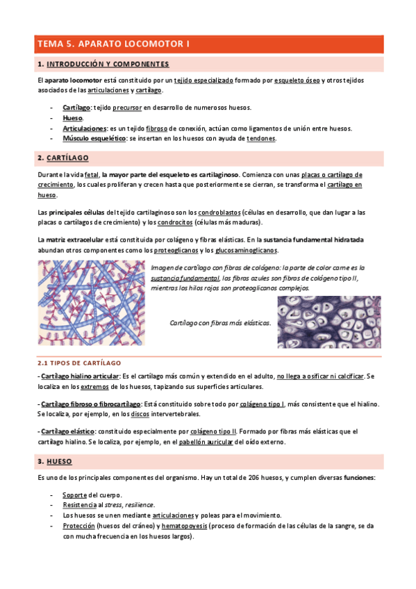 Miniatura del documento Tema-5-Aparato-Locomotor-I.pdf