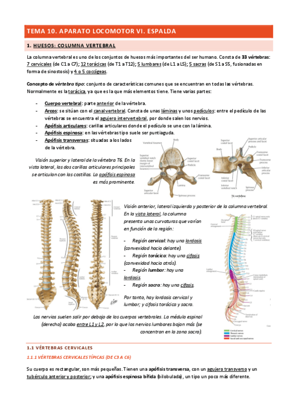 Miniatura del documento Tema-10-Aparato-Locomotor-VI.pdf