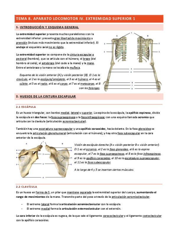 Miniatura del documento Tema-8-Aparato-Locomotor-IV.pdf