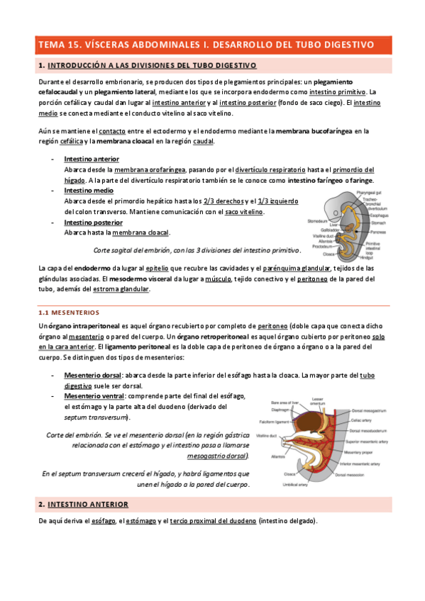 Miniatura del documento Tema-15-Visceras-Abdominales-I.pdf