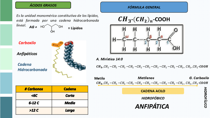 Miniatura del documento BIOSINTESIS-DE-ACIDOS-GRASOS-.pdf