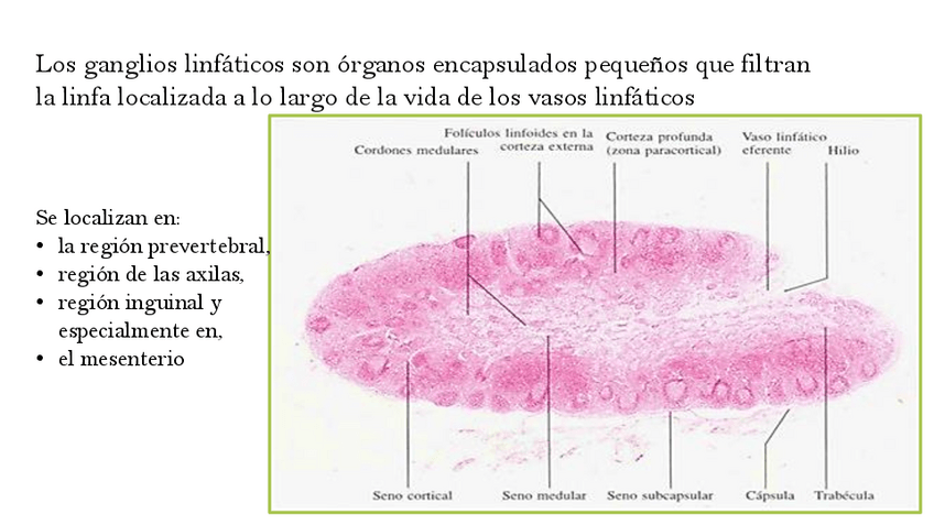 Miniatura del documento Ganglios-linfaticos.pdf