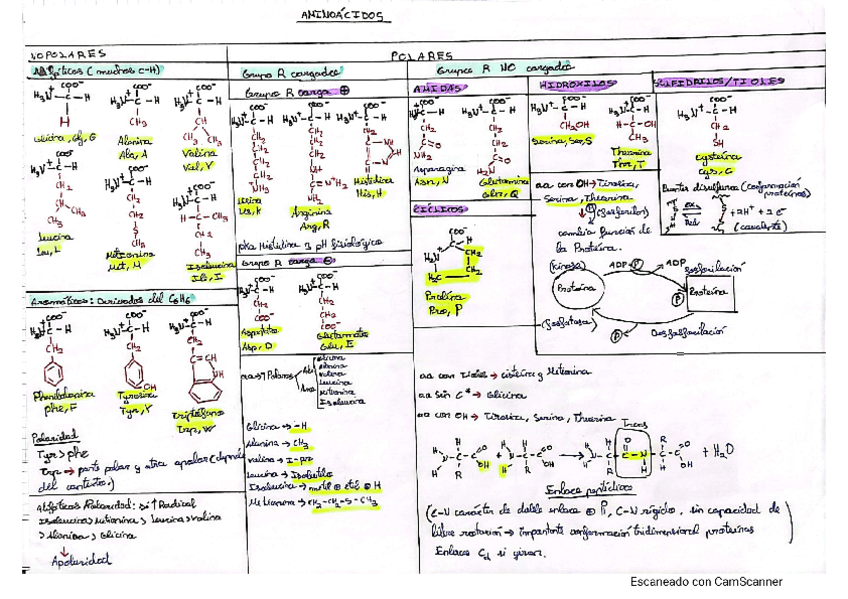 Miniatura del documento Esquema-Biomoleculas-aminoacidos-y-bases-nitrogenadas.pdf