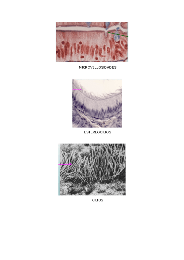 Miniatura del documento fotos examen histologia.docx