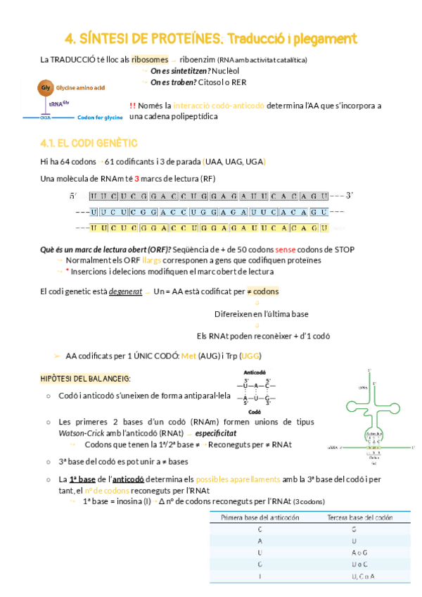 Miniatura del documento SÍNTESI DE PROTEÏNES, TRADUCCIÓ I PLEGAMENT.pdf