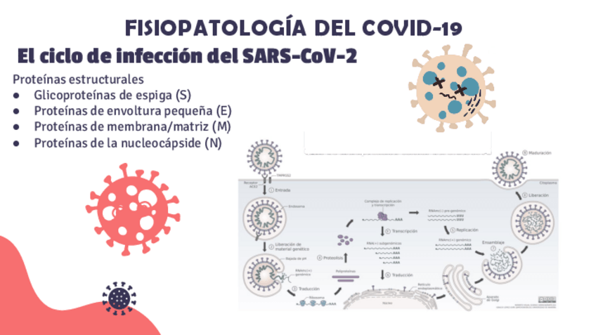 Miniatura del documento Fisiopatologia-del-Covid-19.pdf