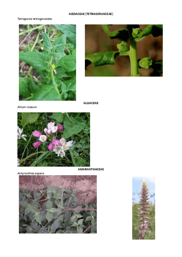 Miniatura del documento Guión examen de visu.pdf