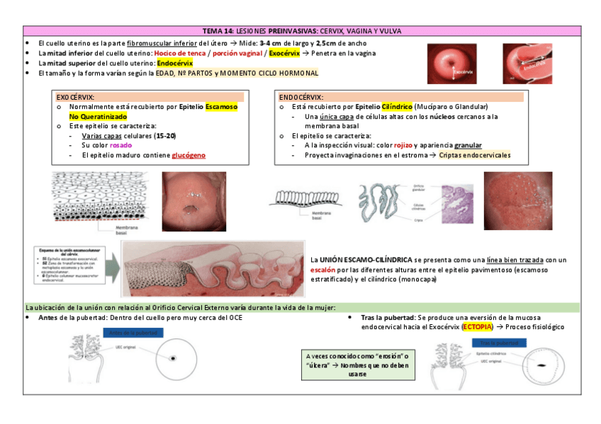 Miniatura del documento TEMA-14.pdf