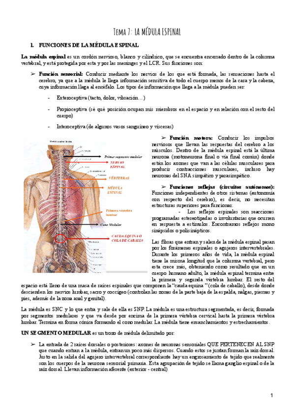 Miniatura del documento Tema-7-Psicobiologia.pdf