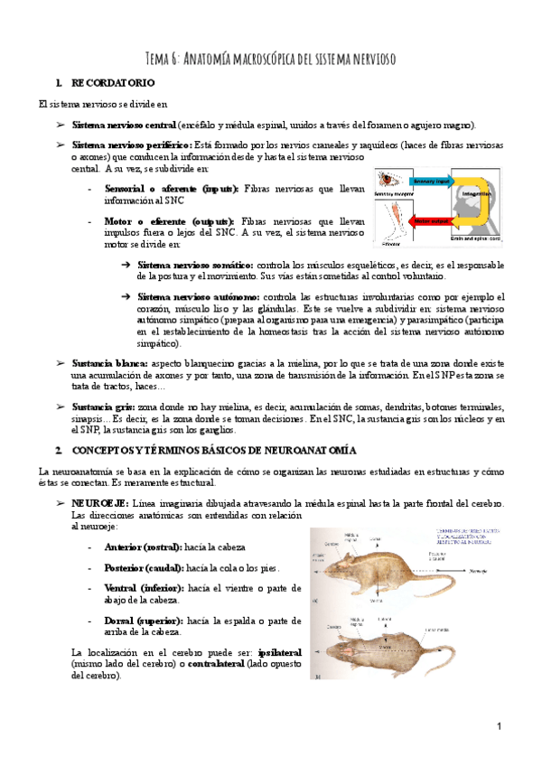 Miniatura del documento Tema-6-Psicobiologia.pdf
