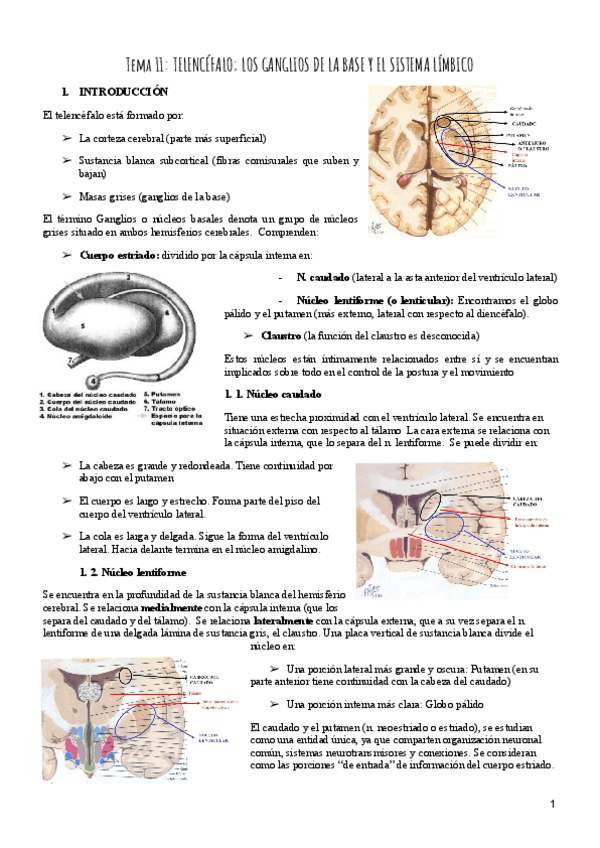 Miniatura del documento Tema-11-Psicobiologia.pdf