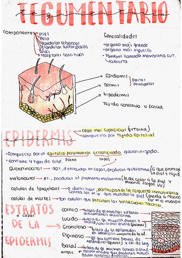 Miniatura del documento ANATOMIA.pdf