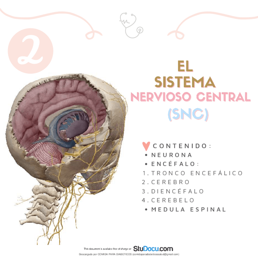 Miniatura del documento Resumen-del-Sistema-Nervioso-Central-y-sus-componentes.pdf
