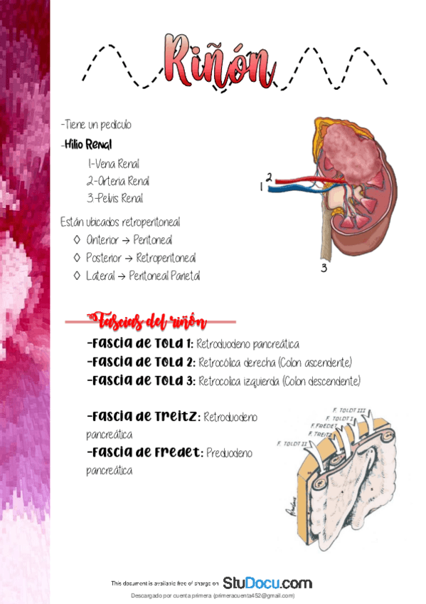 Miniatura del documento Anatomia-del-Rinon-Funciones-y-Estructuras.pdf