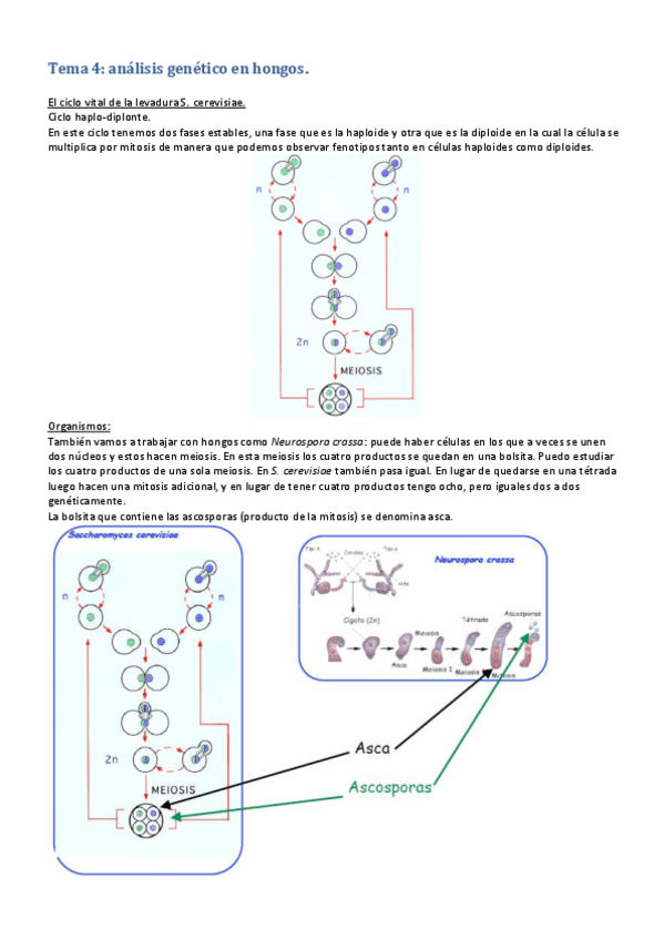 Miniatura del documento GENETICA I bloque I tema 4.pdf