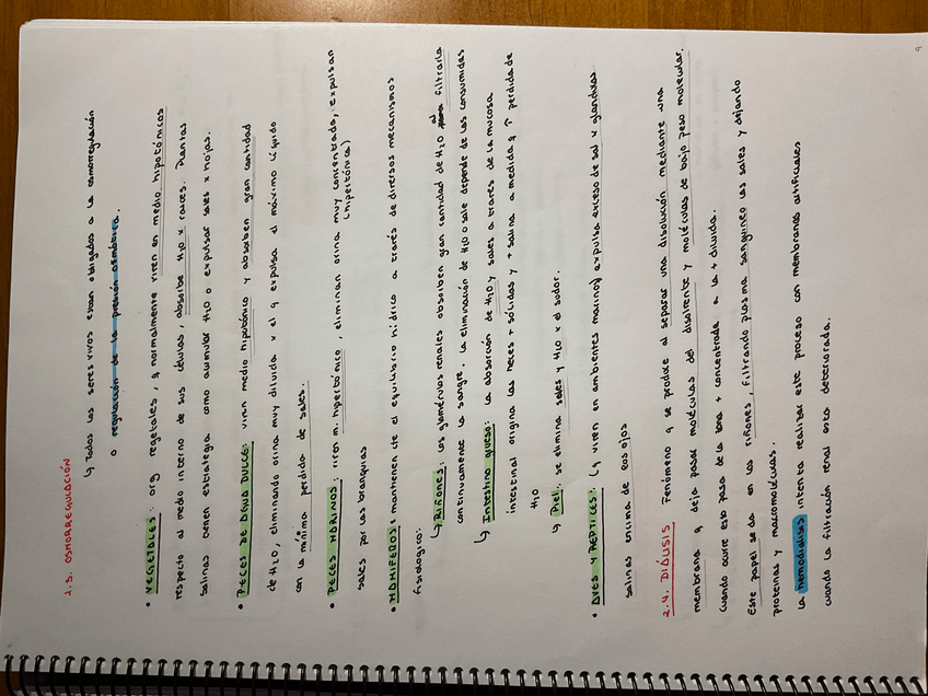 Miniatura del documento 56DA7D95-DA34-40FC-B470-CA34870F1F7E.jpg