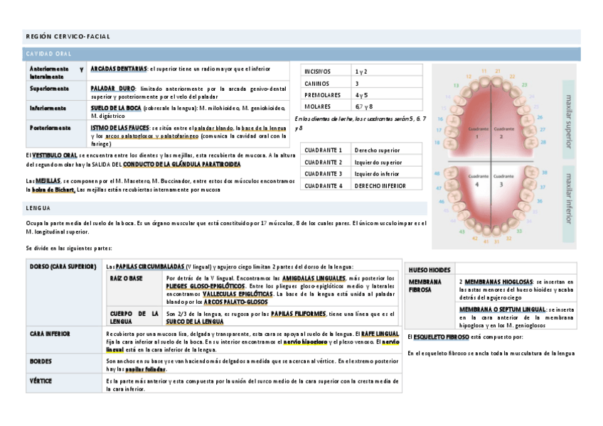 Miniatura del documento RESUMEN-ANATO.pdf