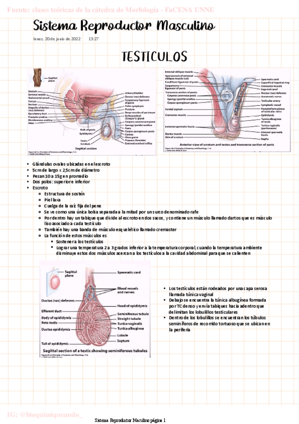 Miniatura del documento MORFO-Sistema-Reproductor-Masculino.pdf