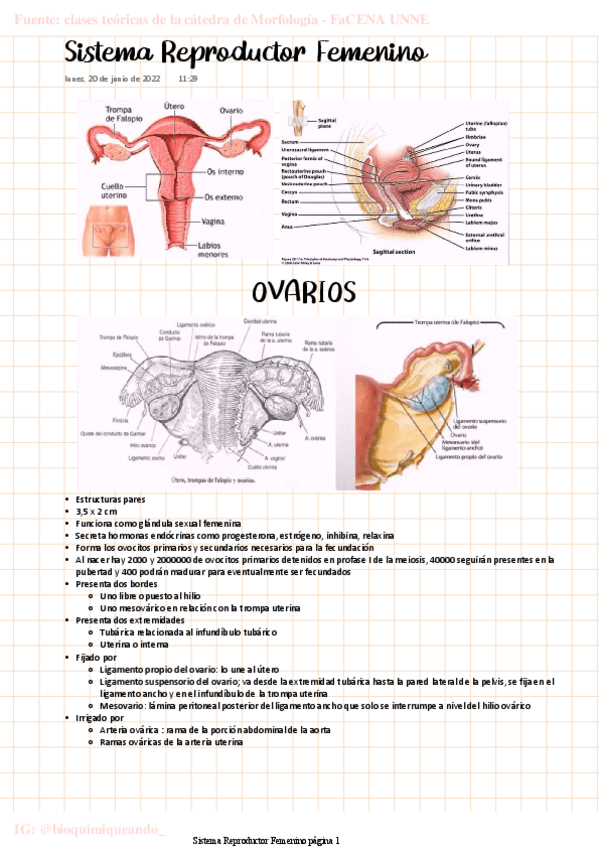 Miniatura del documento MORFO-Sistema-Reproductor-Femenino.pdf