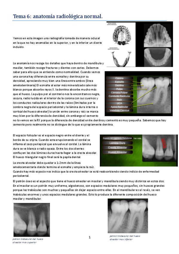 Miniatura del documento TEMA 6.pdf