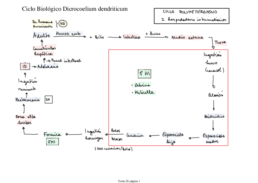 Miniatura del documento Ciclo-Biologico-Dicrocoelium-dendriticum.pdf