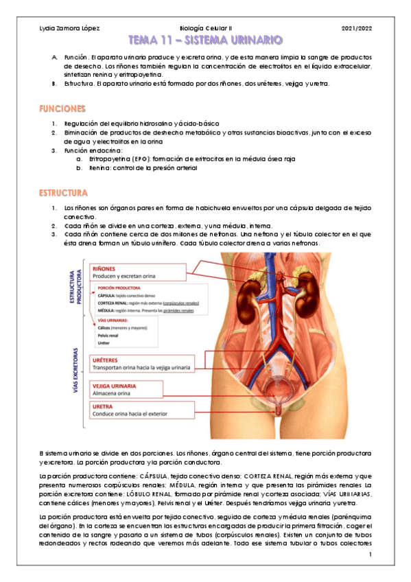 Miniatura del documento Tema-14-Sistema-urinario.pdf