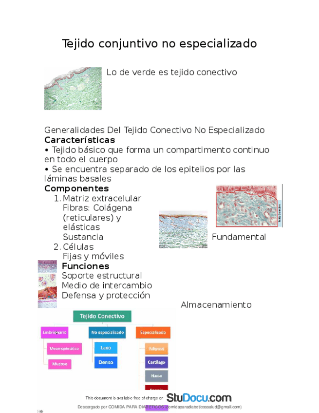 Miniatura del documento Tejido-conectivo-Histologia.pdf