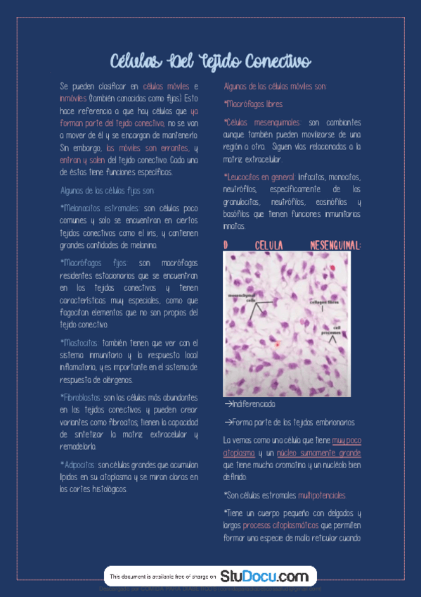 Miniatura del documento TEMA-14-Celulas-del-Tejido-Conectivo-y-Clasificacion.pdf