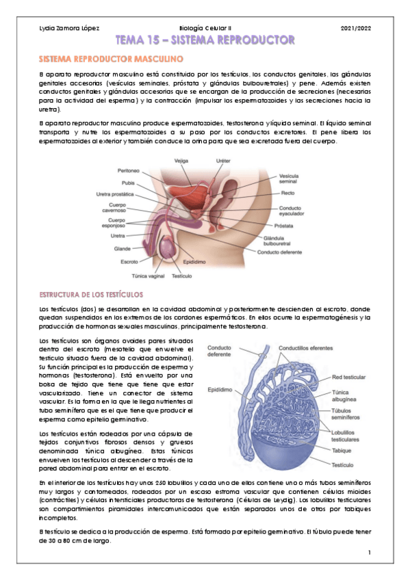 Miniatura del documento Tema-15-Sistema-reproductor.pdf