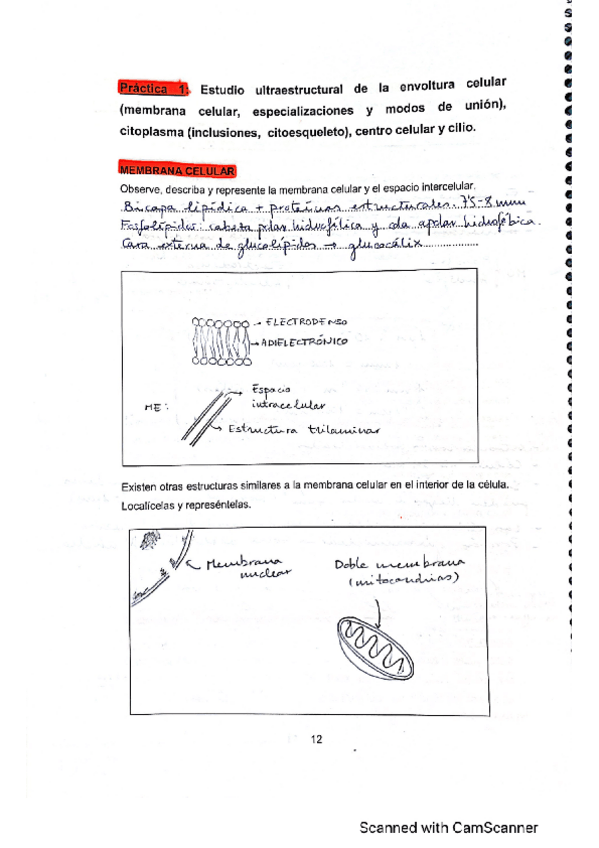 Miniatura del documento CUADERNO-HISTOLOGIA.pdf