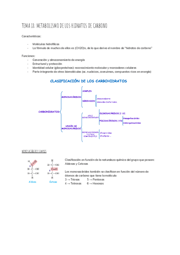 Miniatura del documento TEMA-18-METABOLISMO-DE-LOS-HIDRATOS-DE-CARBONO.pdf