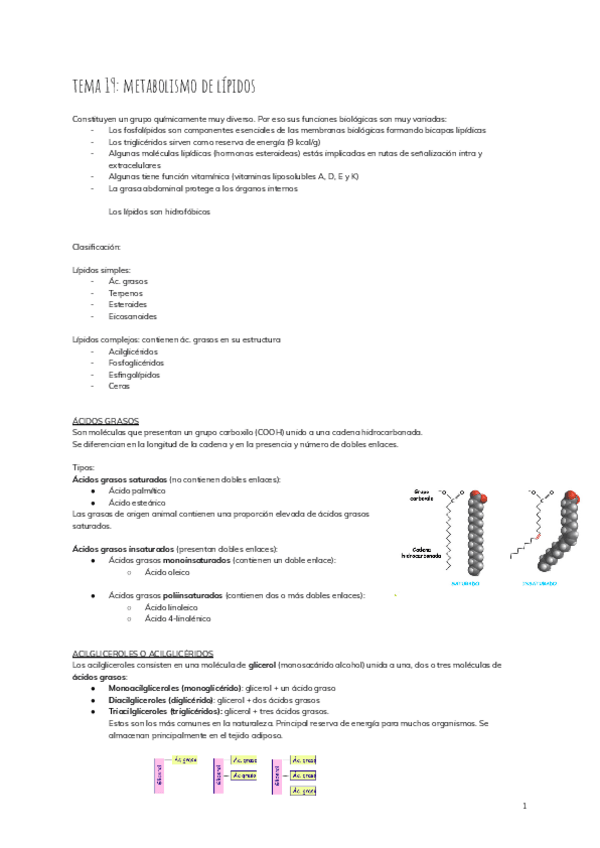 Miniatura del documento tema-19-metabolismo-de-lipidos-2.pdf