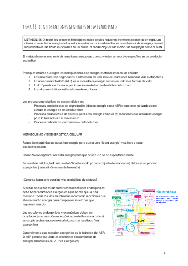Miniatura del documento tema-16-consideraciones-generales-del-metabolismo-2.pdf