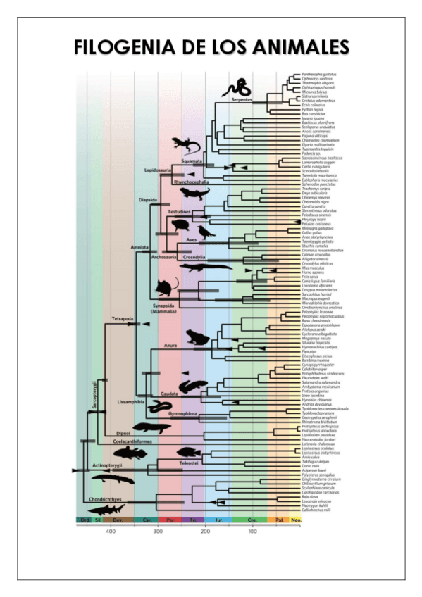 Miniatura del documento Filogenia-completo.pdf