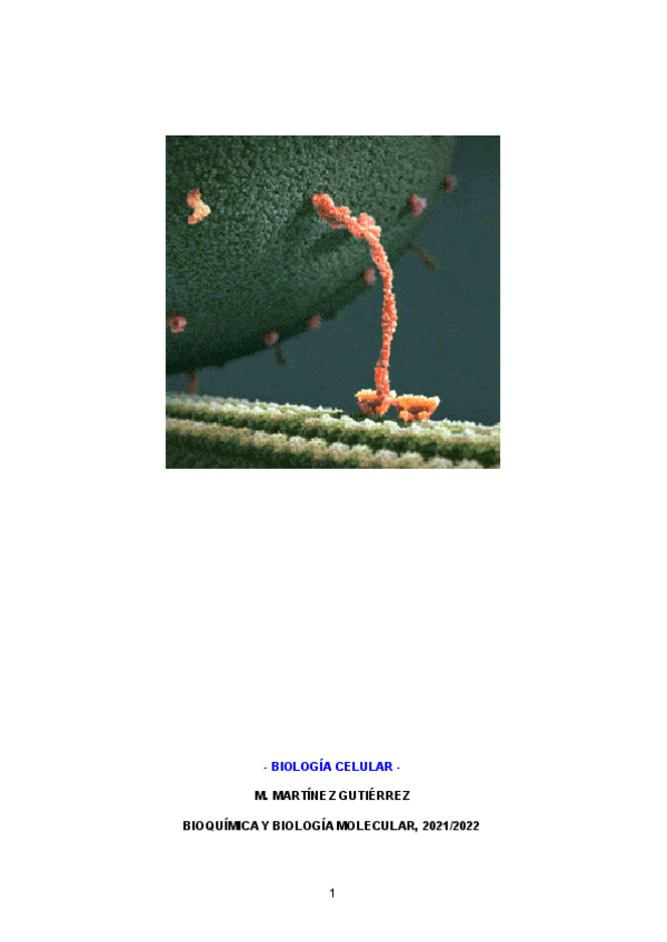 Miniatura del documento APUNTES-BIOCEL.pdf