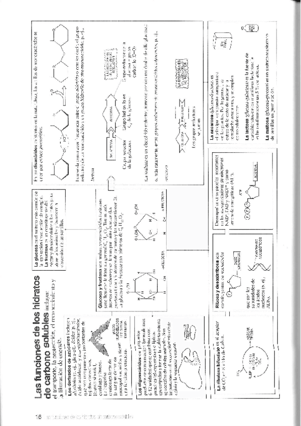 Miniatura del documento Funciones-de-glucidos-solubles.pdf