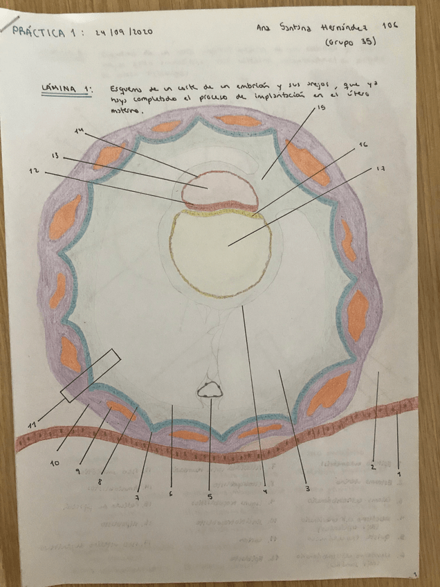 Miniatura del documento Laminas-Embrio-2020.pdf