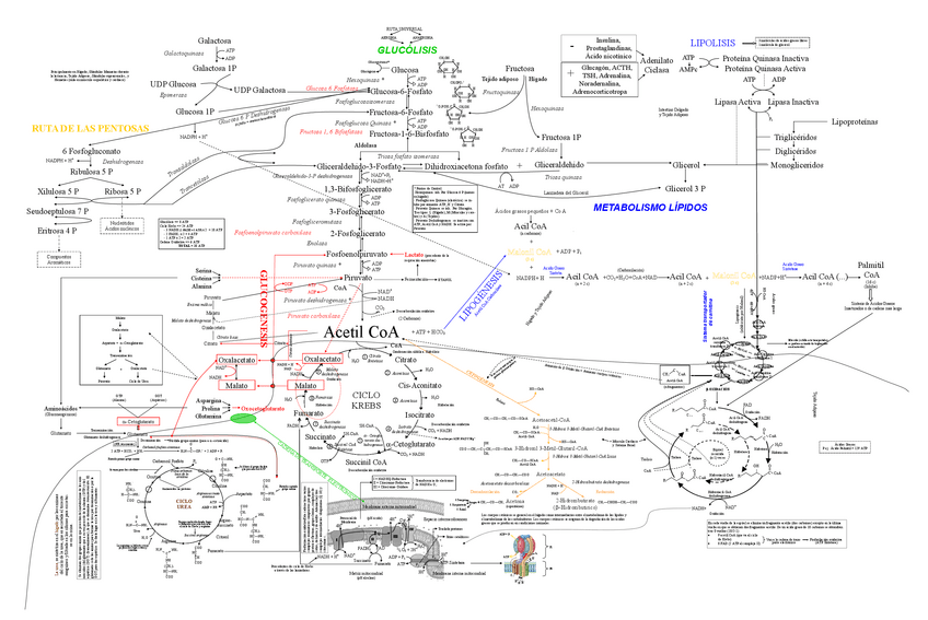 Miniatura del documento Esquema Metabolismo.pdf