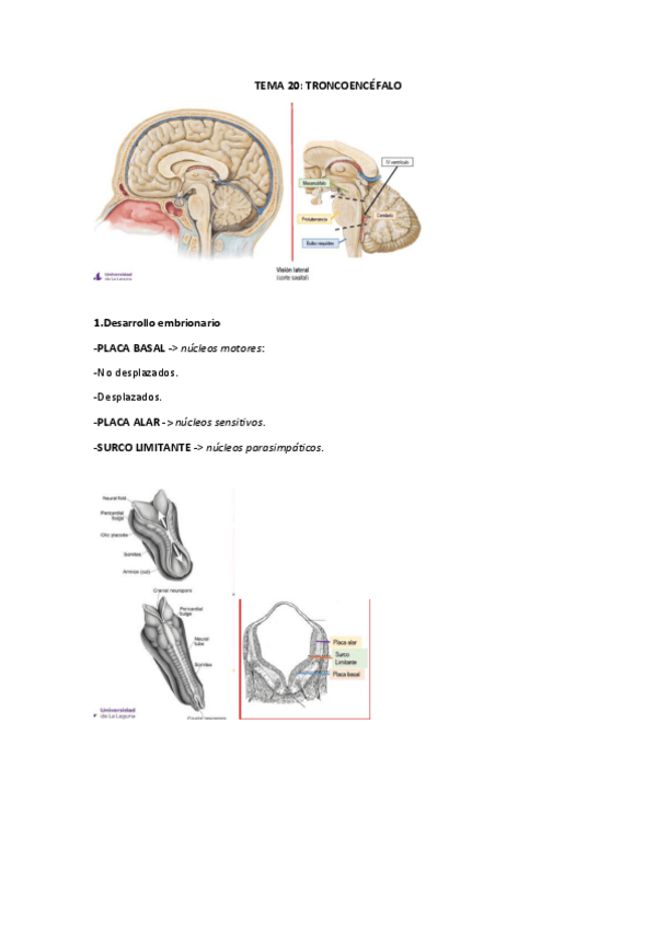 Miniatura del documento TEMA-20-.pdf